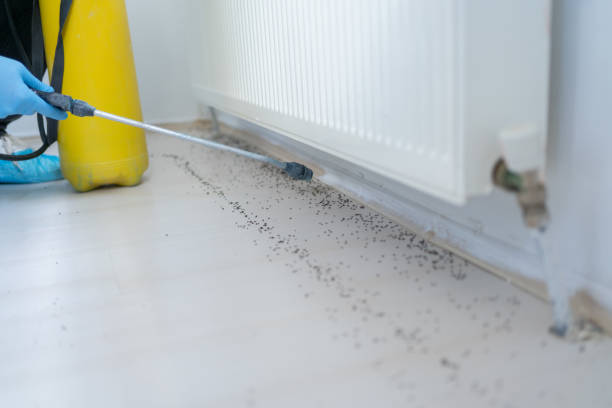 Best Ant Control Services  in La Habra Heights, CA